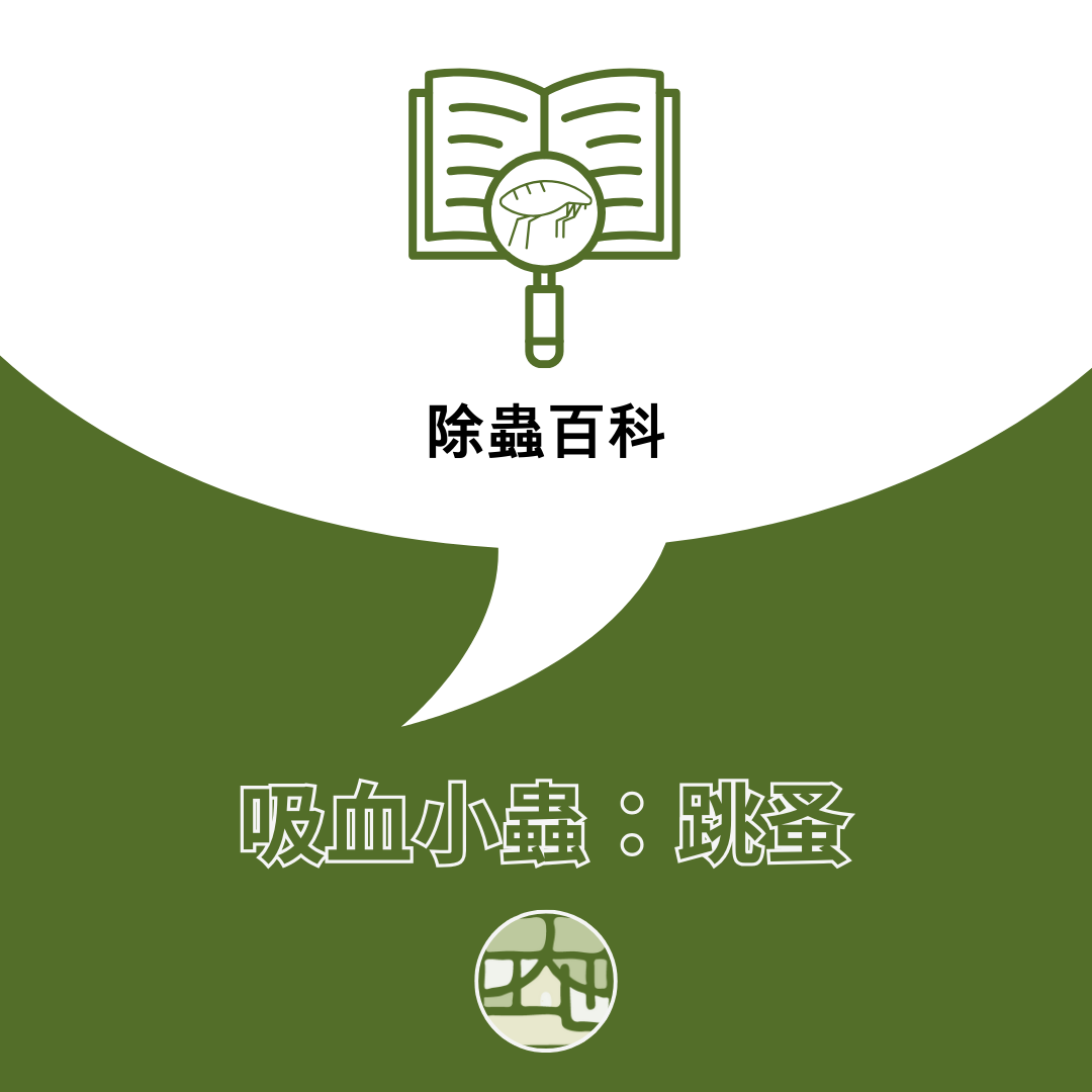 麻煩的吸血小蟲：跳蚤