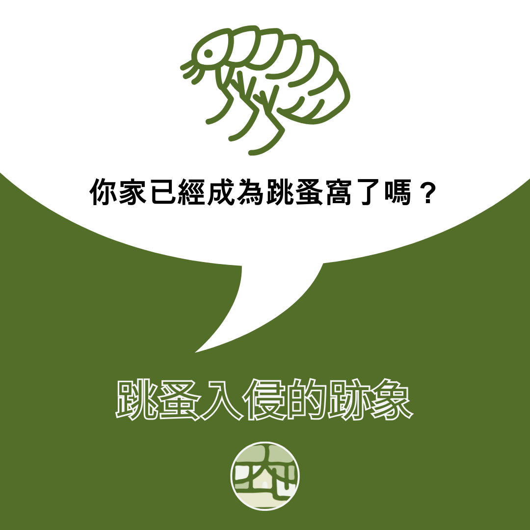 出現這些跡象，代表家中已成跳蚤窩！