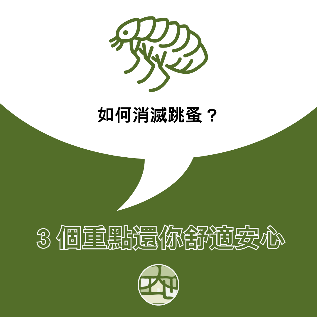 如何消滅跳蚤？４個步驟還你舒適居家環境