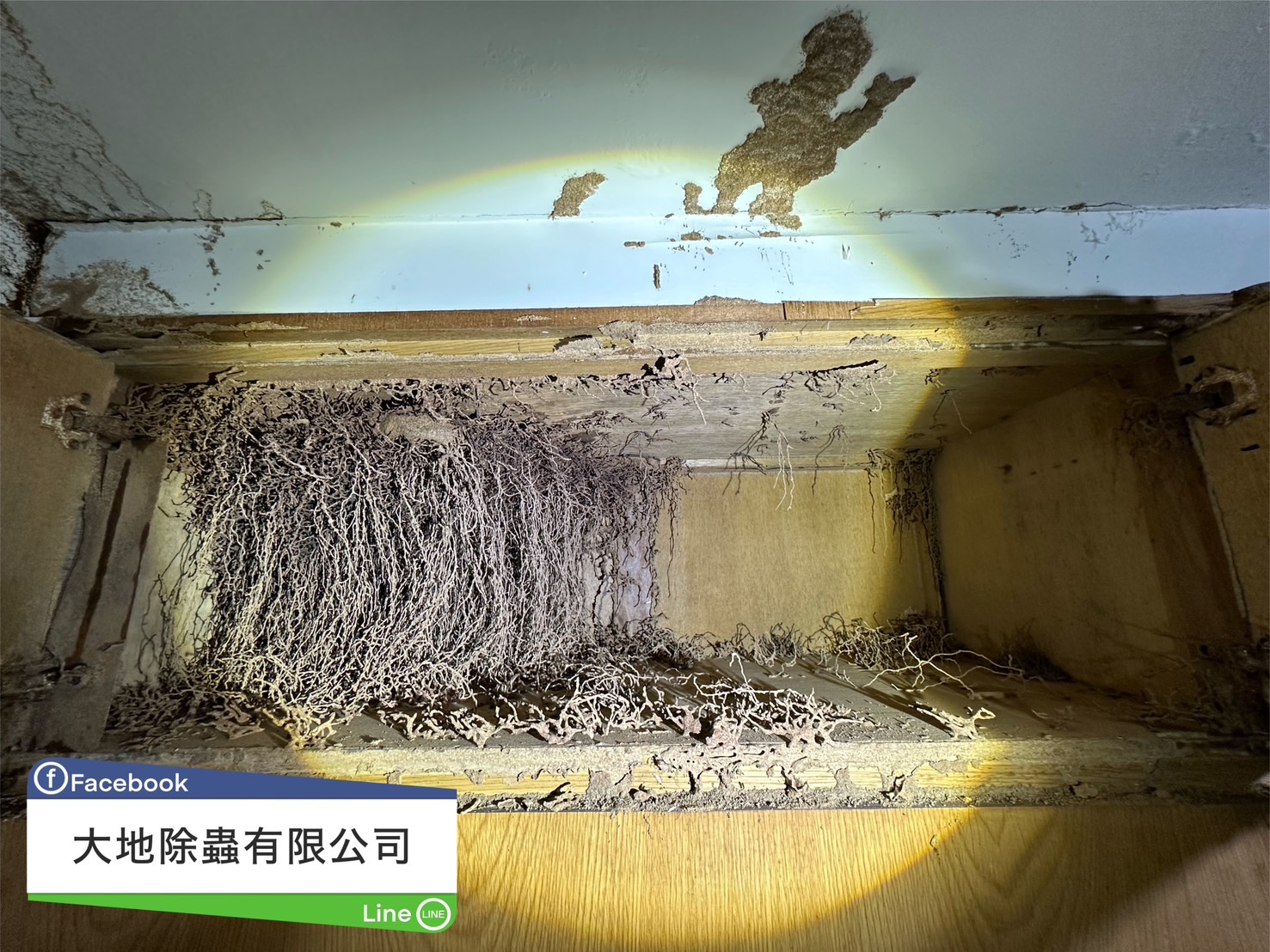 櫃內白蟻