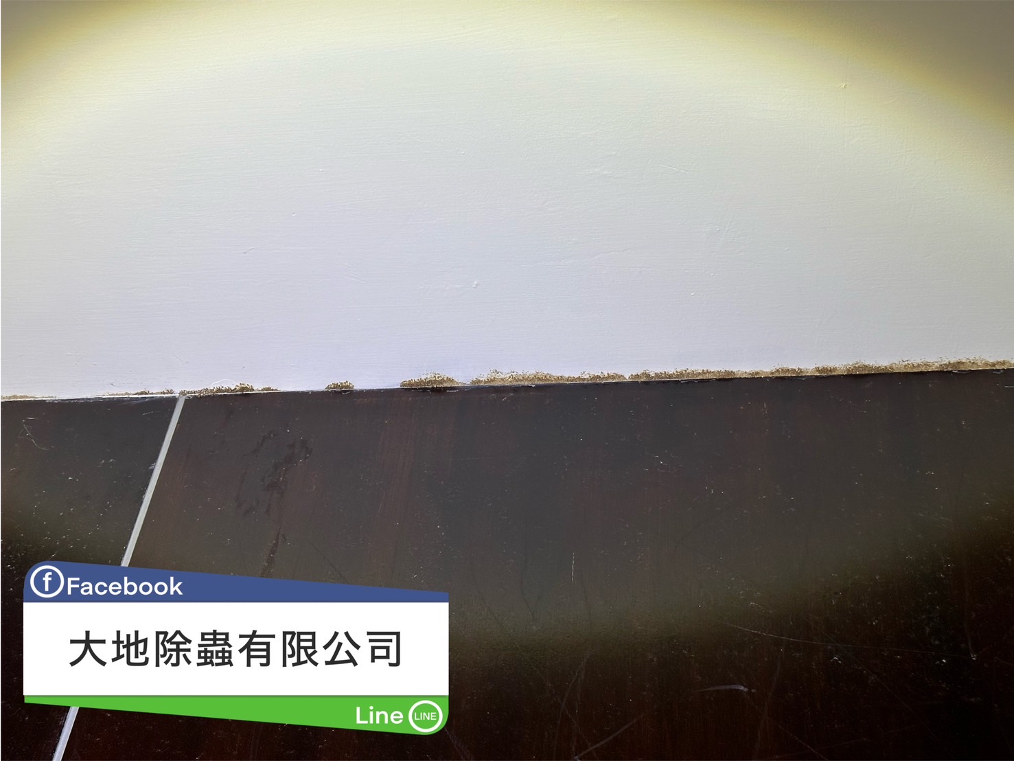 隔板白蟻