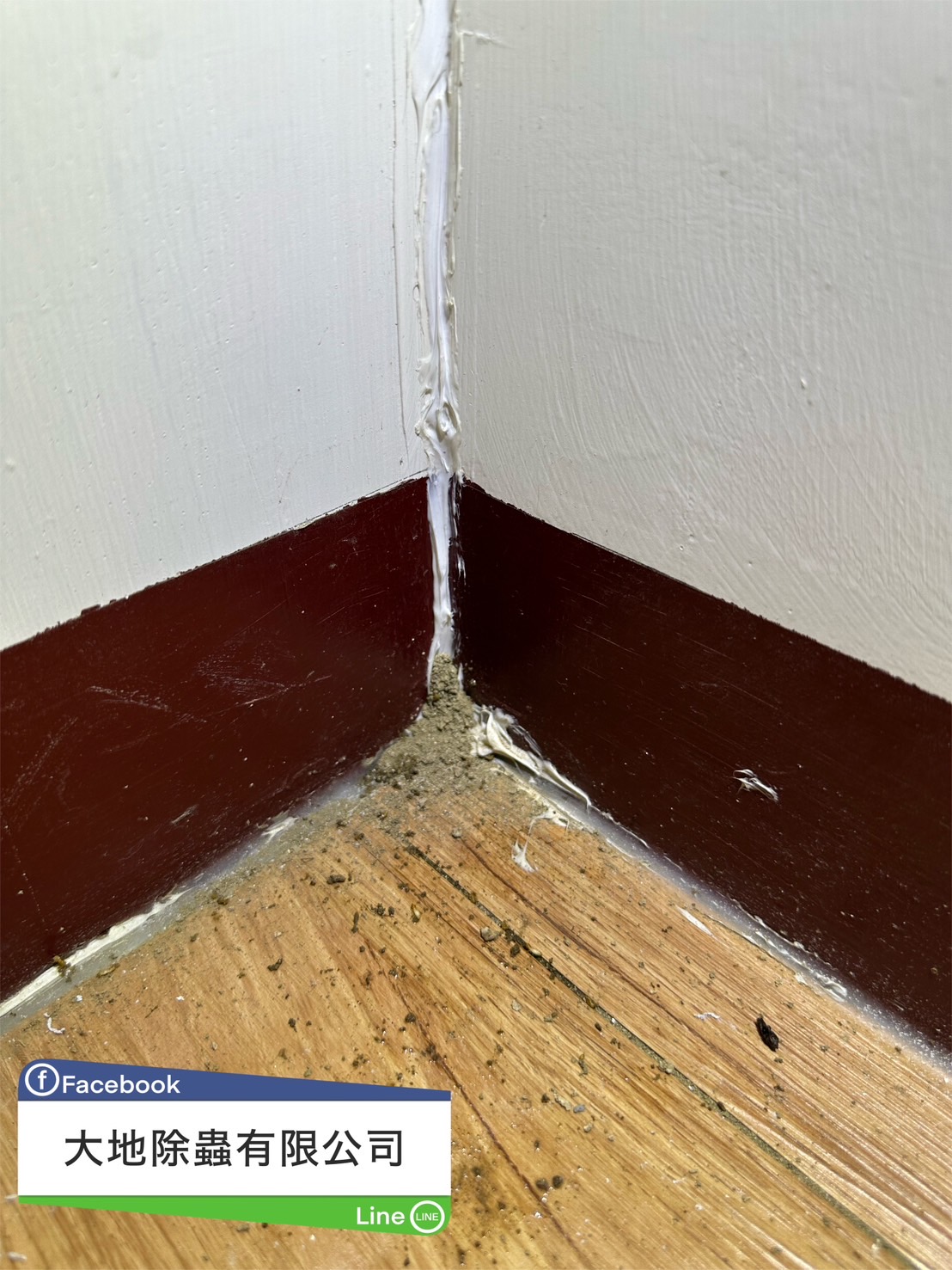 角落白蟻蹤跡02